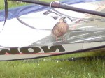 Duck in Brian's sail.
